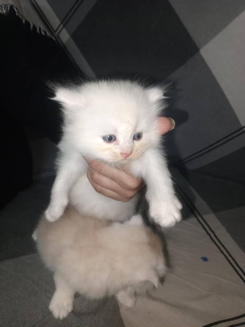 GOOD QUALITY KITTENS 7