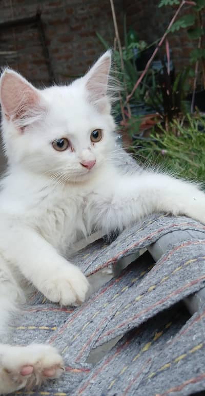 Persian kitten available