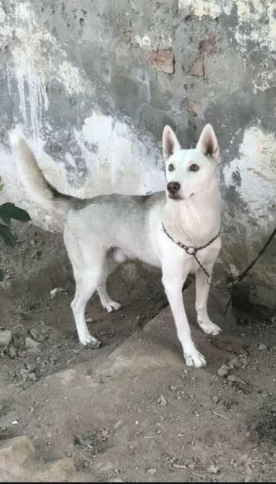 Siberian Husky Double Coat