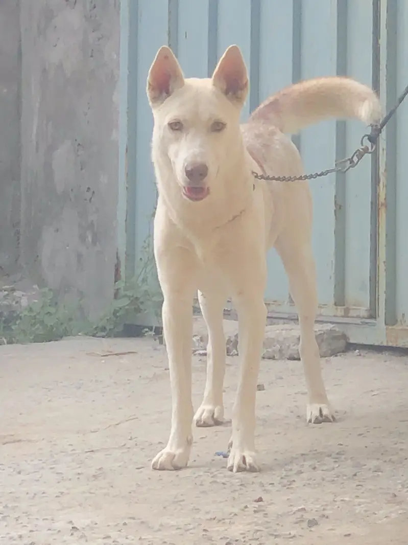 German Shepherd & Husky Cross — photo 3