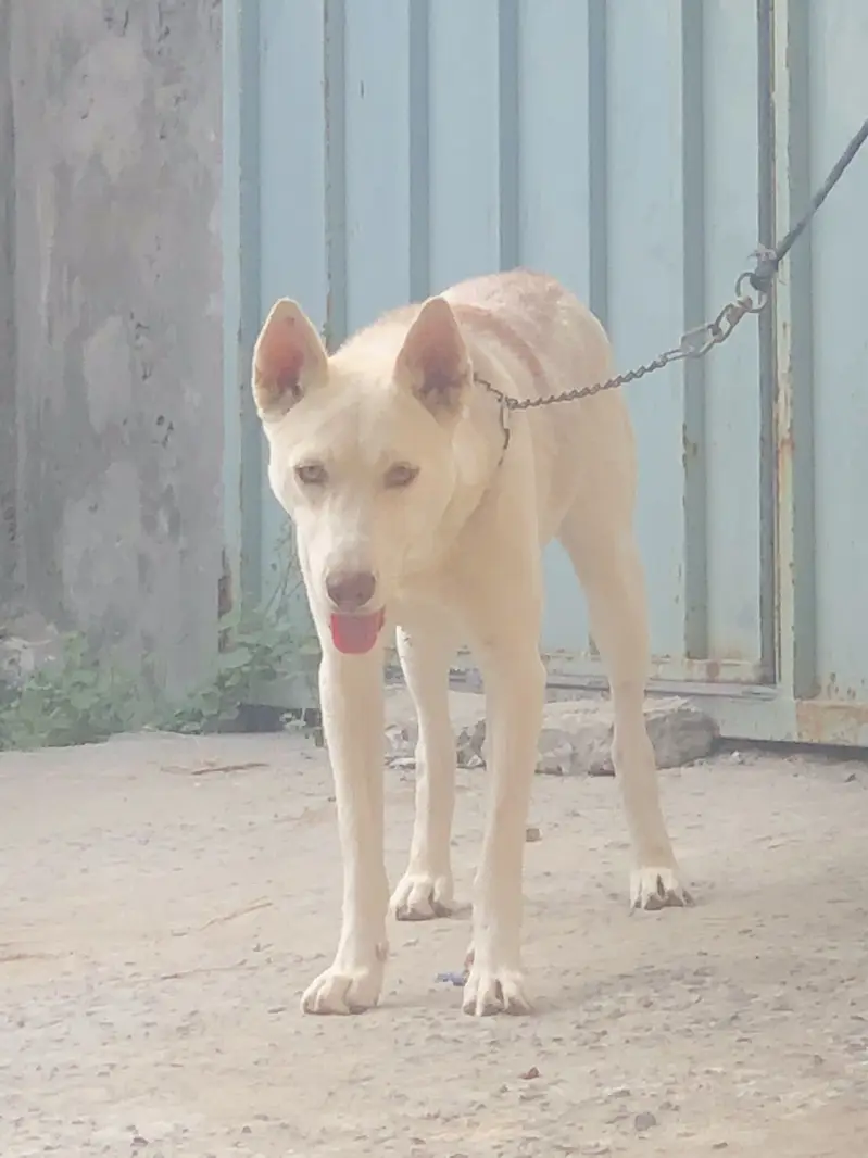 German Shepherd & Husky Cross — photo 4