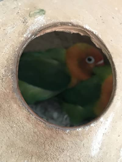 healthy breeder pair of lovebirds for sale