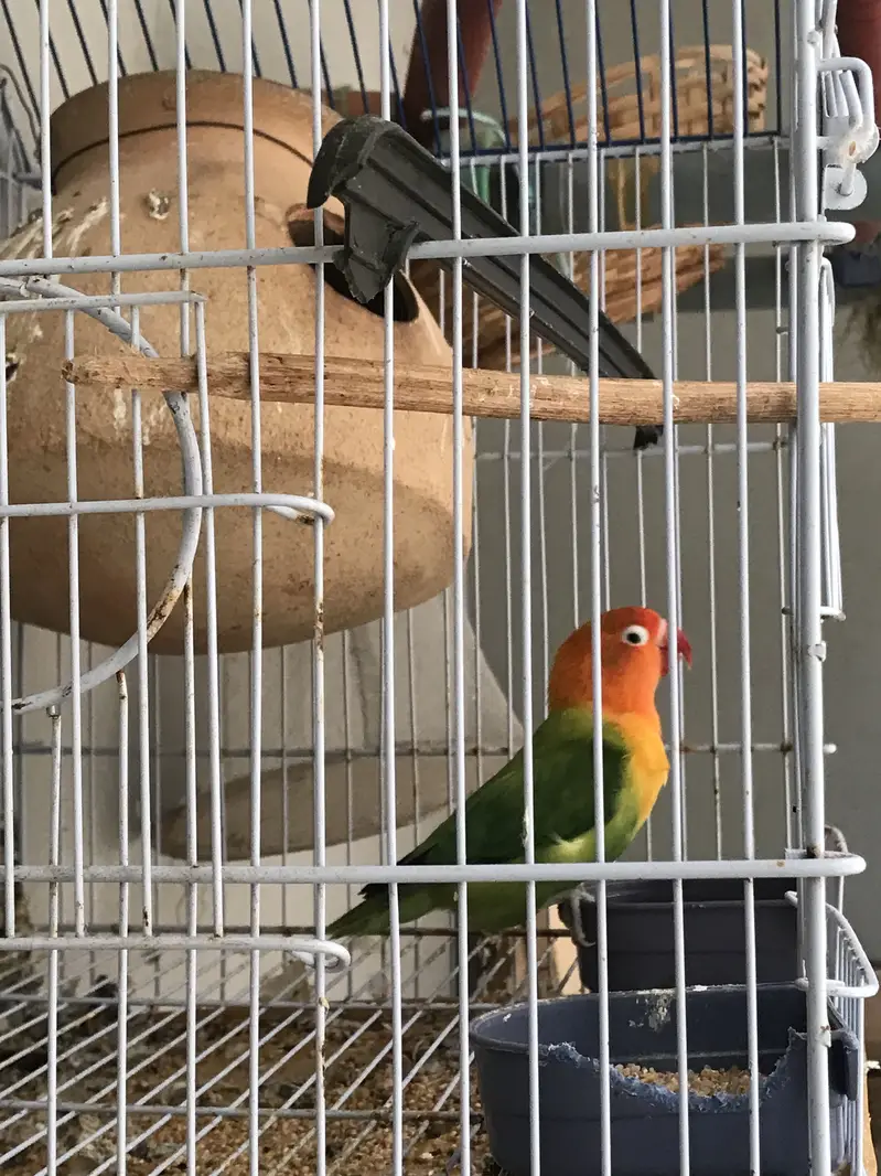 healthy breeder pair of lovebirds for sale — photo 2