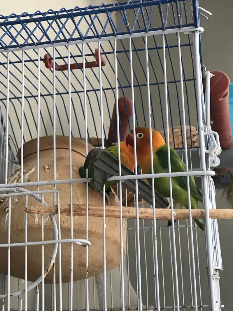 healthy breeder pair of lovebirds for sale — photo 3