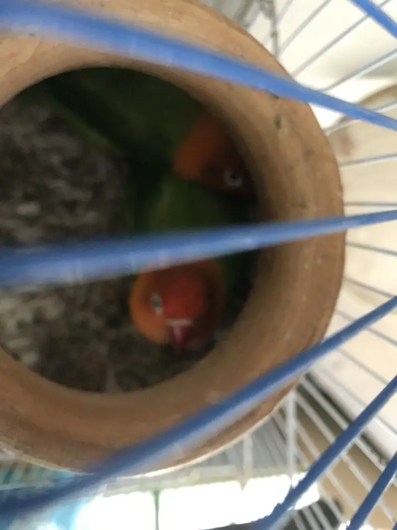 healthy breeder pair of lovebirds for sale — photo 4
