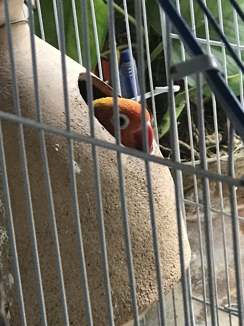 healthy breeder pair of lovebirds for sale — photo 5