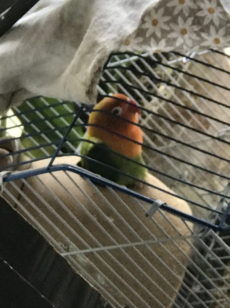 healthy breeder pair of lovebirds for sale — photo 7