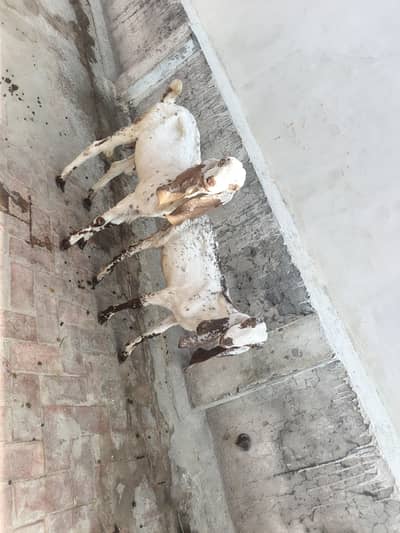 1 Female goat 2 Male Goat for Sale