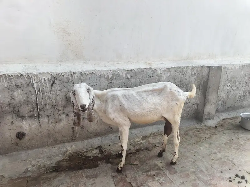1 Female goat 2 Male Goat for Sale — photo 2