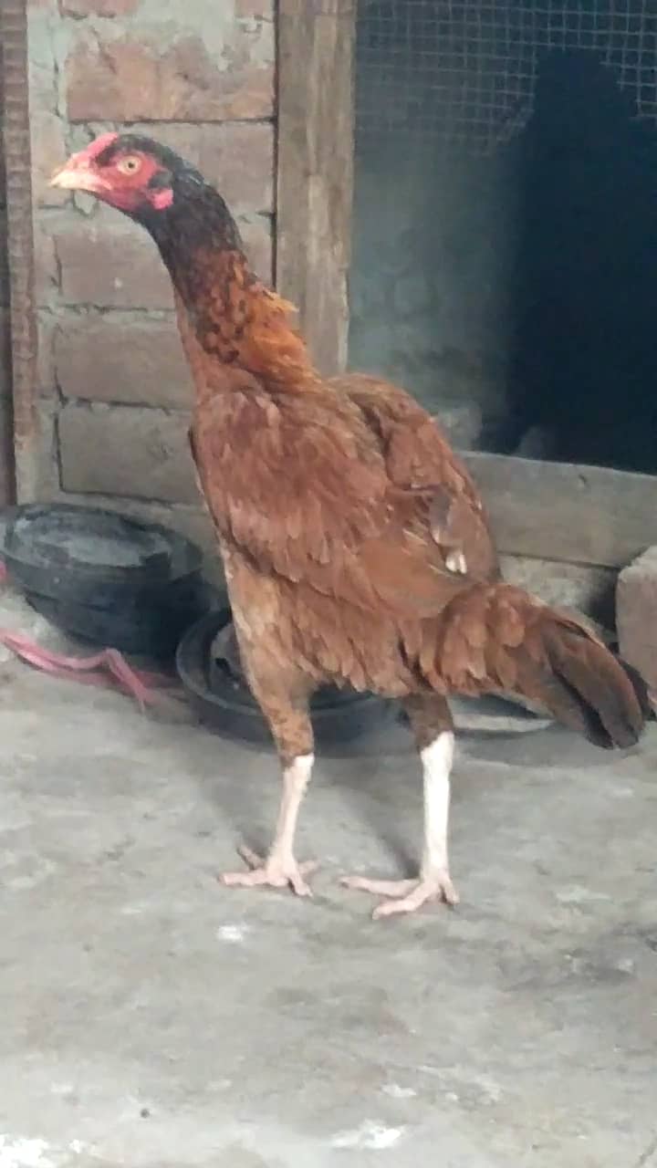 Aseel hens 0