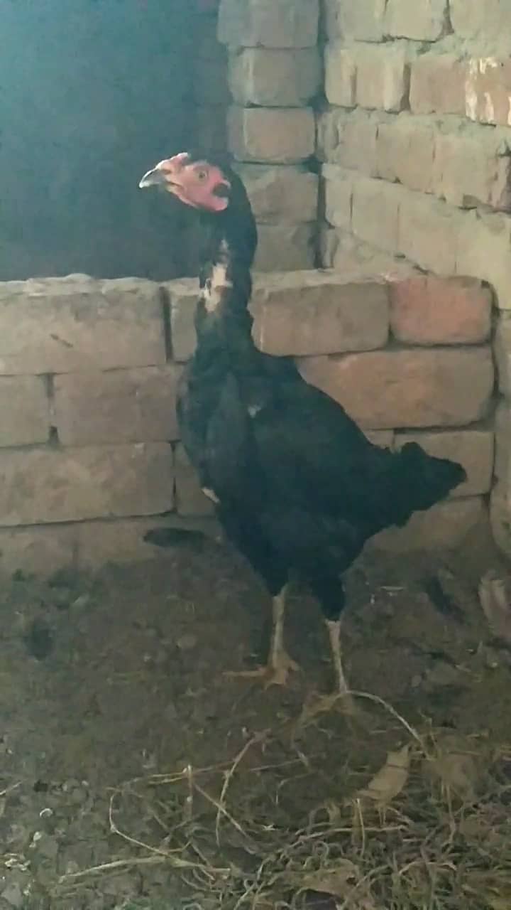 Aseel hens 1