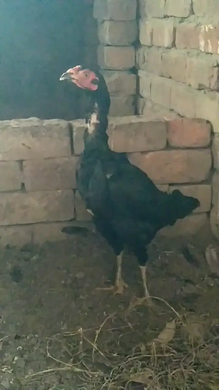 Aseel hens — photo 2