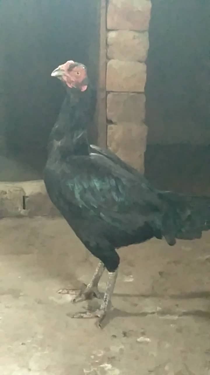 Aseel hens 2