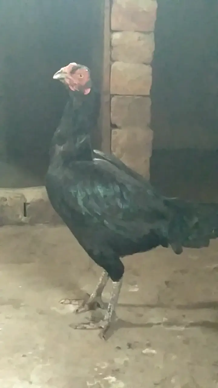 Aseel hens — photo 3