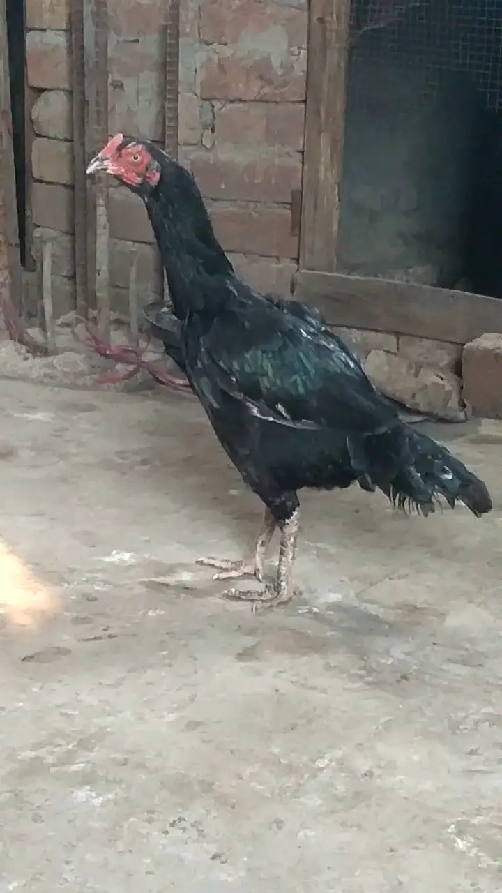 Aseel hens — photo 4