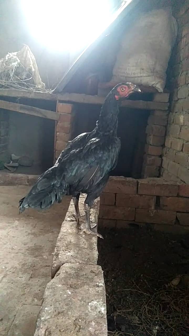 Aseel hens 4