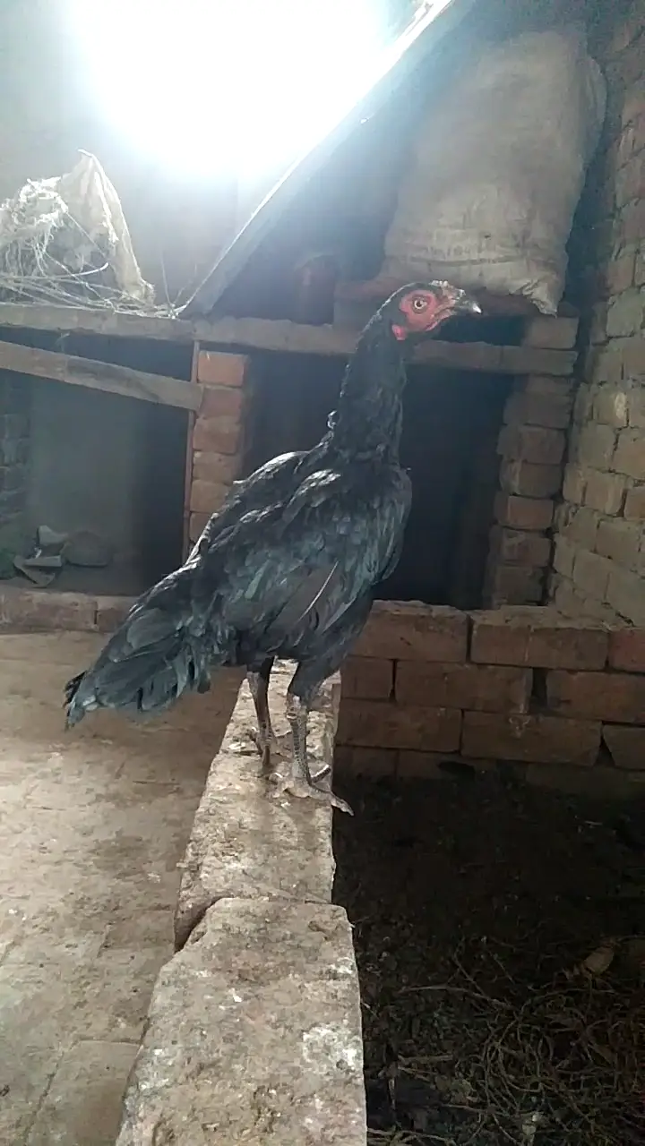 Aseel hens — photo 5