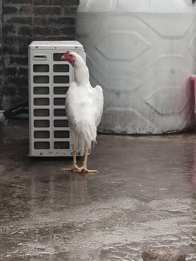 white shamo