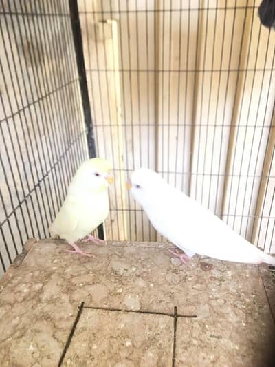 Latino Budgie red eye breader large size pair