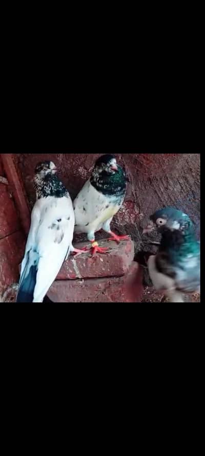 breedar Birds