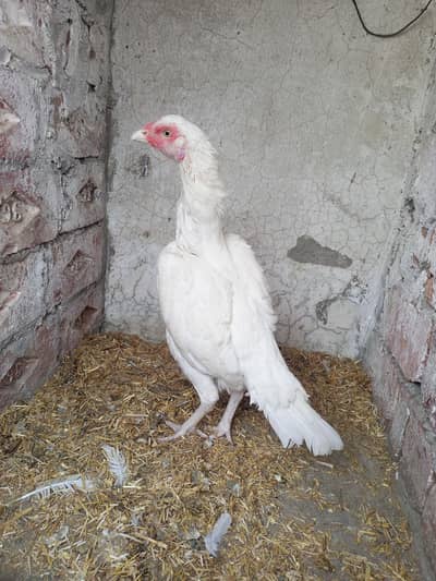 Heera Aseel Female Hen ( 03204661930 ) WhatsApp For details