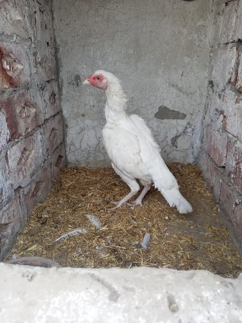 Heera Aseel Female Hen ( 03204661930 ) WhatsApp For details — photo 2