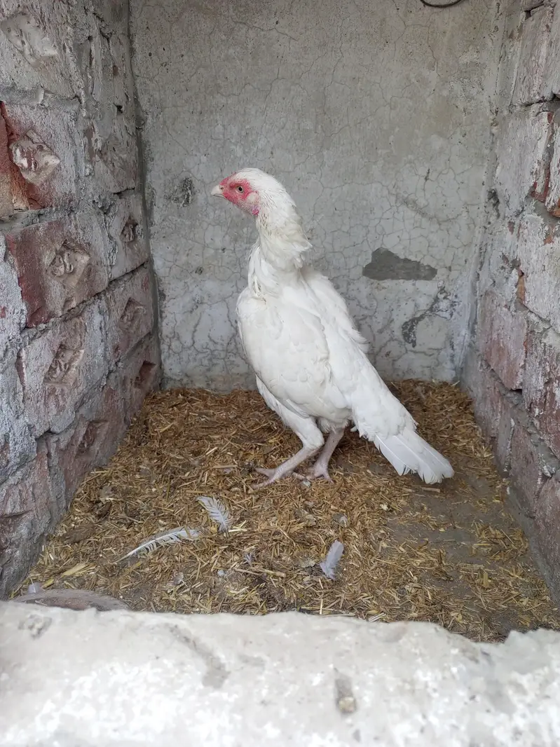 Heera Aseel Female Hen ( 03204661930 ) WhatsApp For details — photo 3