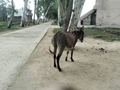 female donkey for sale