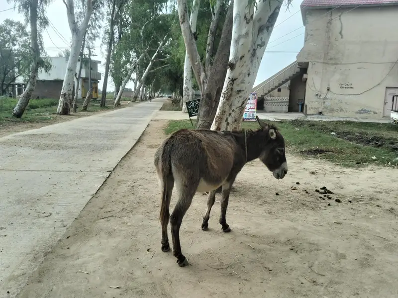 female donkey for sale — photo 2