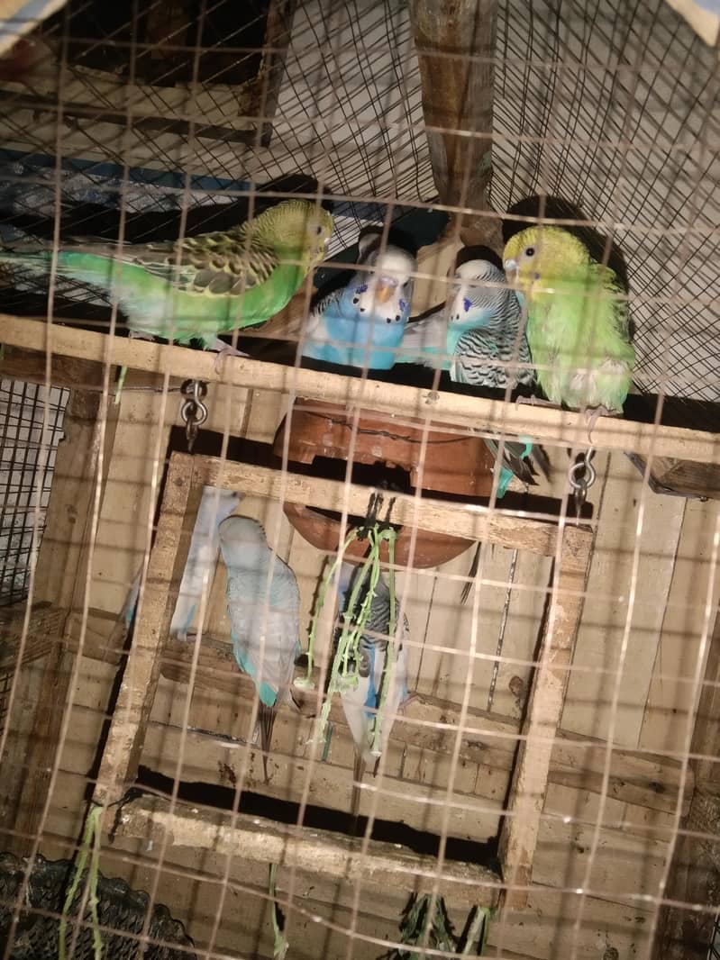 begi pyyot 2