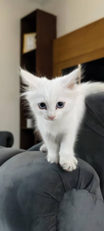 Turkish angora and Persian mix
