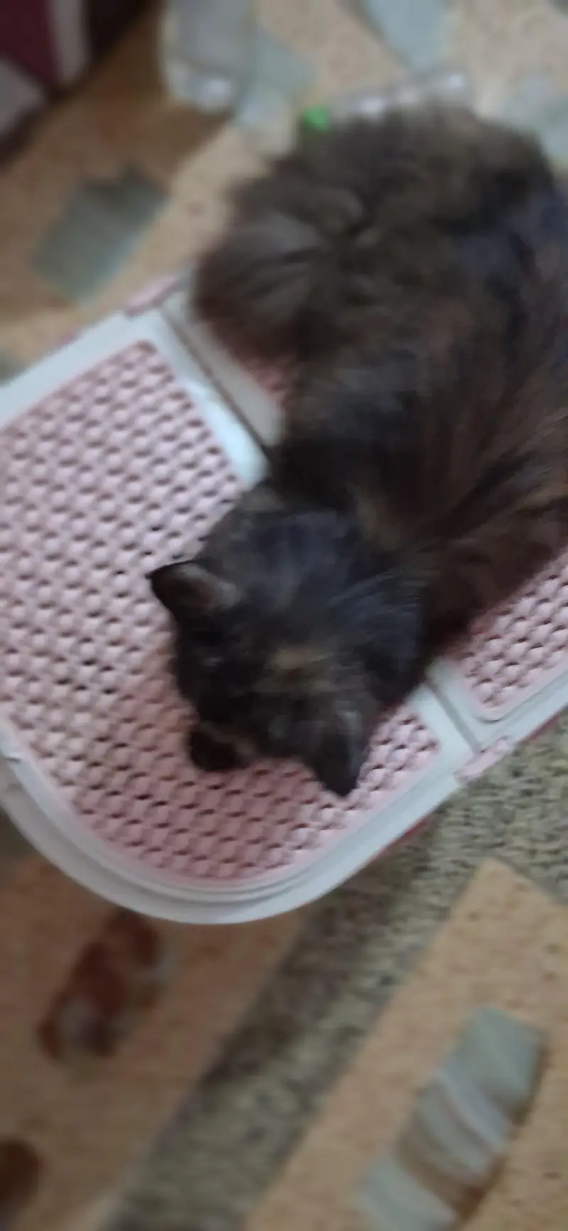 female persian cat 10 to 8 months available for sale — photo 6