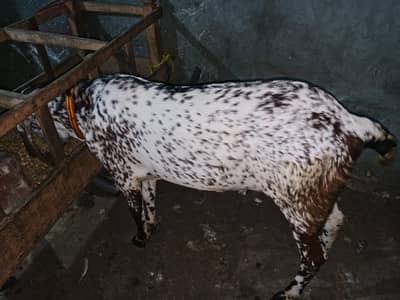 khasi bakra Machi Chana 14 month