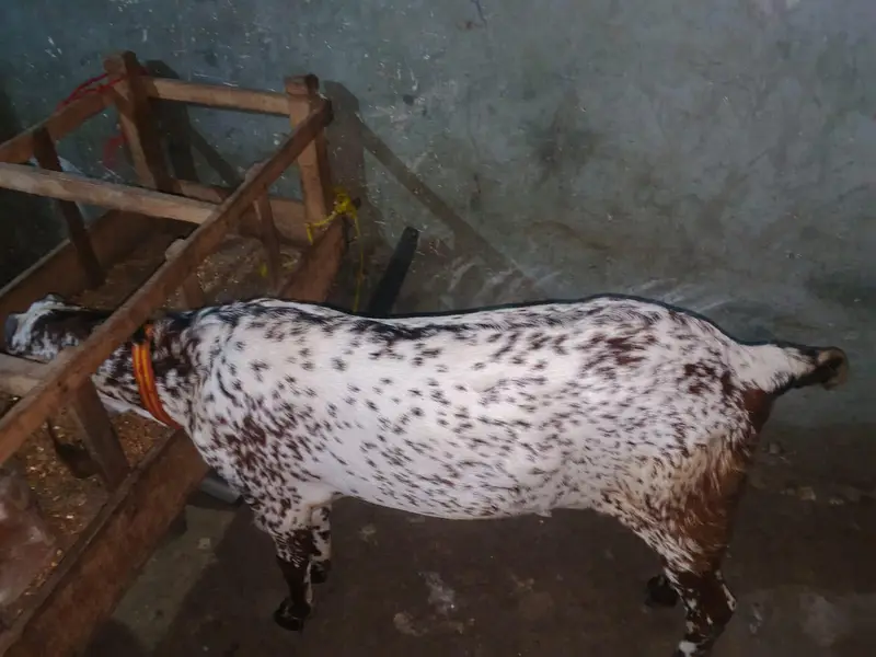 khasi bakra Machi Chana 14 month — photo 2