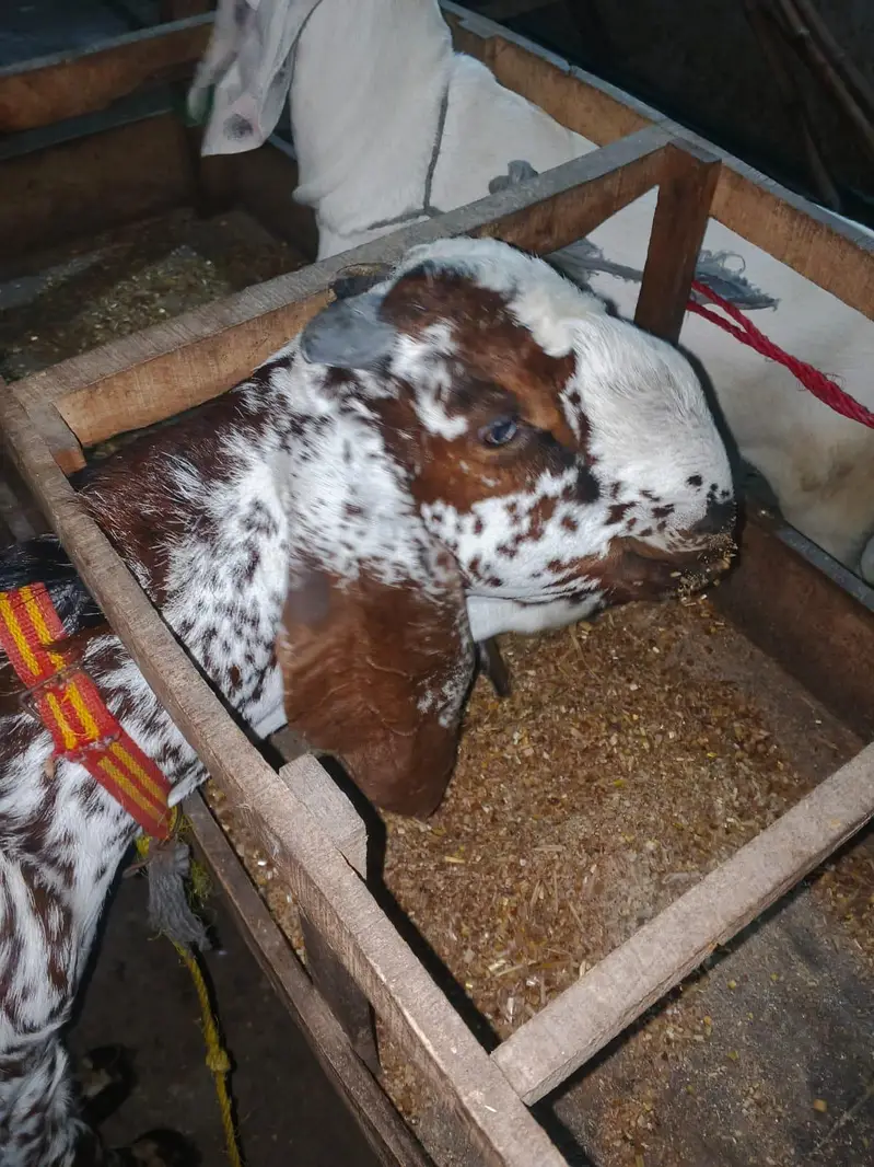 khasi bakra Machi Chana 14 month — photo 3
