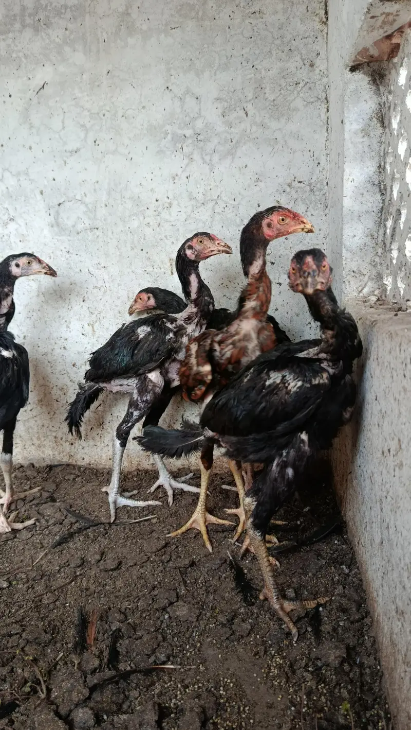 kamaliya Band Gaddi Aseel — photo 2
