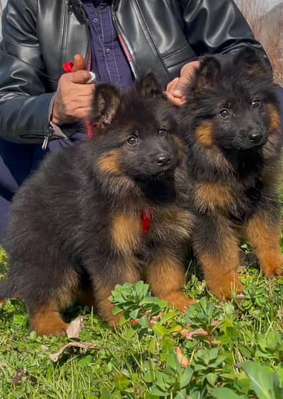 German Shepherd you