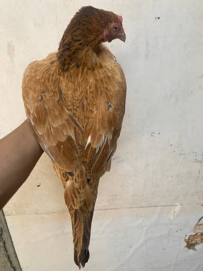 Sindh Aseel peeli murghi
