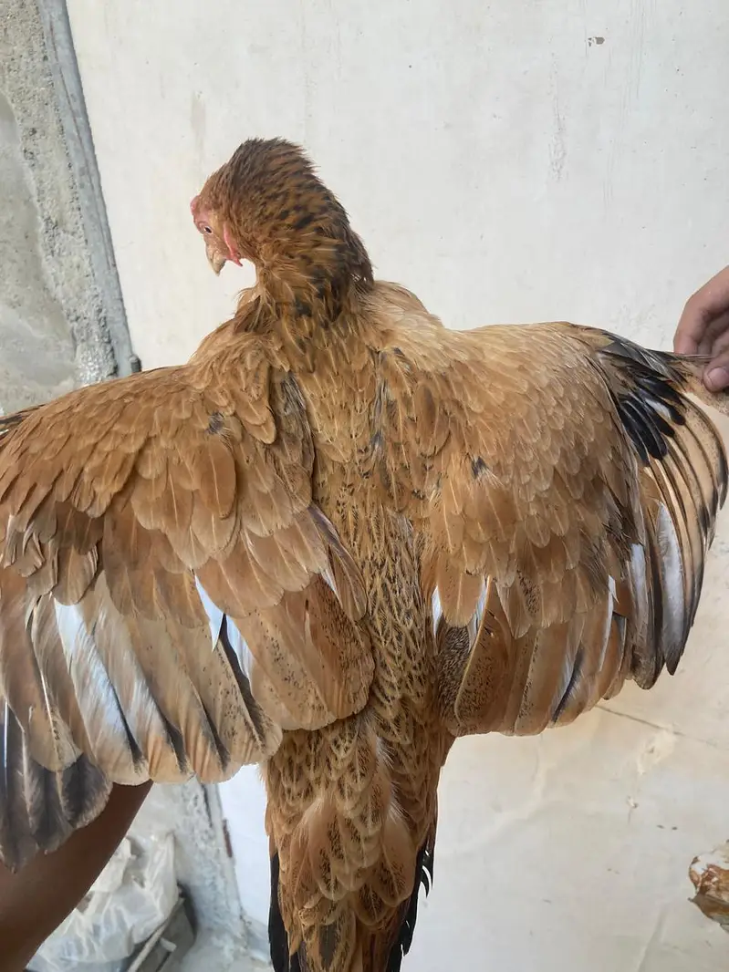 Sindh Aseel peeli murghi — photo 3