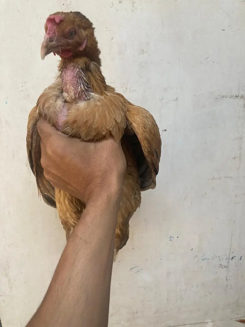 Sindh Aseel peeli murghi — photo 7