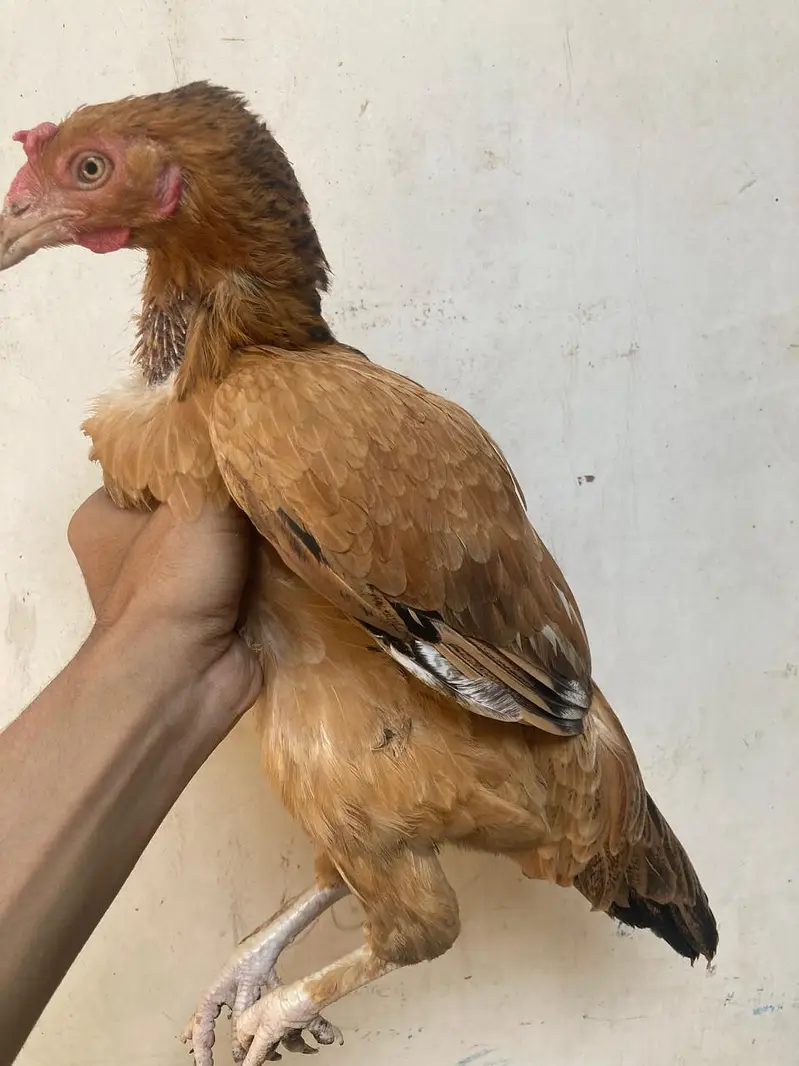 Sindh Aseel peeli murghi — photo 8