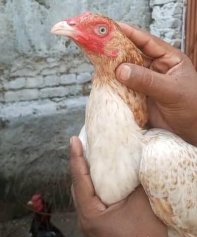 Top Quality Lakha