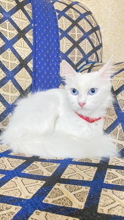 pasun ke zarueet h urgent
