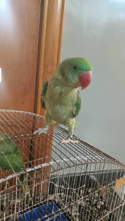 Raw parrot wildlife verified