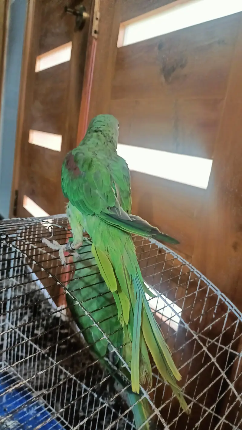Raw parrot wildlife verified — photo 2