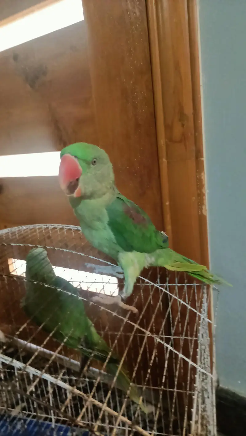 Raw parrot wildlife verified — photo 3