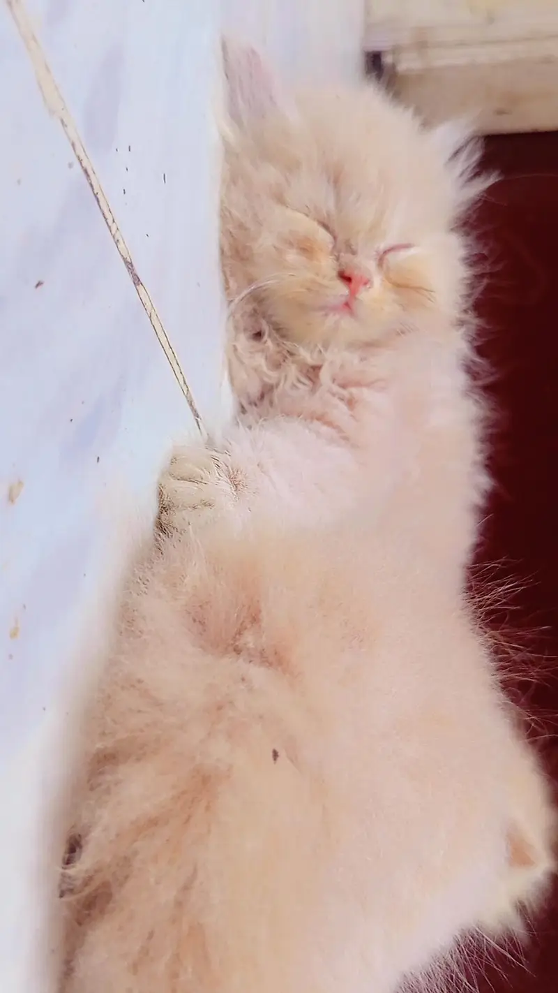 Kittens for Sale — photo 2