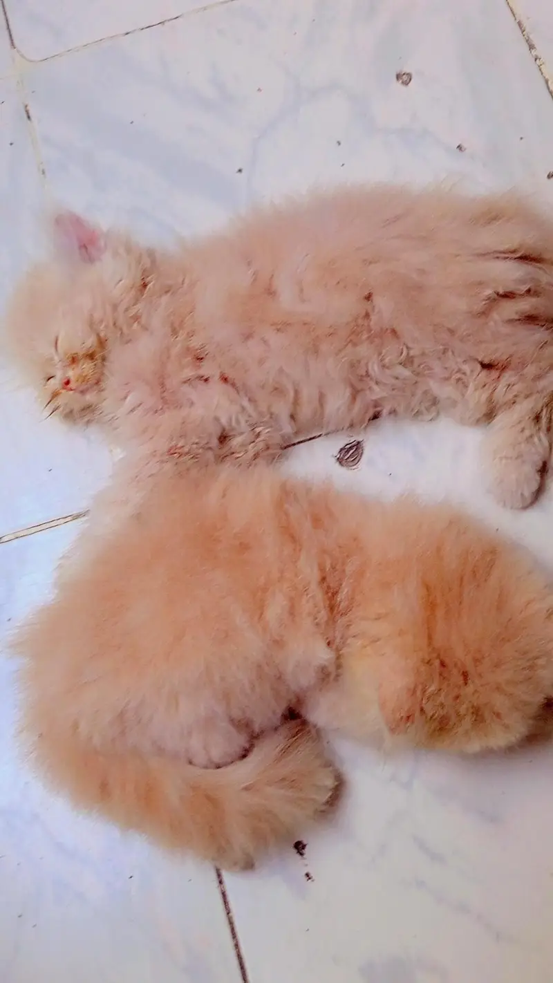 Kittens for Sale — photo 3