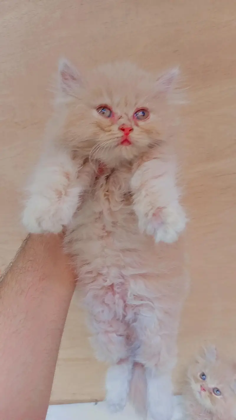Kittens for Sale — photo 4