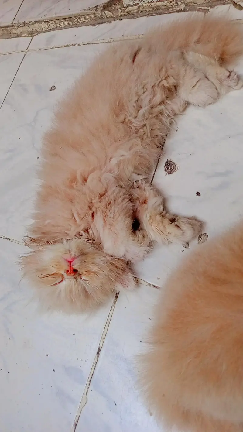 Kittens for Sale — photo 5